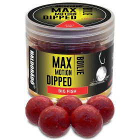 HALDORÁDÓ MAX MOTION Boilie Dipped 20 mm - Nagy Hal